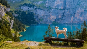 Veterinarian Insurance Austin, Texas